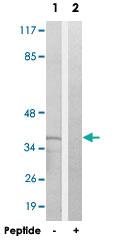 Anti-TMEM30B Rabbit Polyclonal Antibody