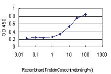 Anti-SNX12 Mouse Monoclonal Antibody [clone: 2C10]