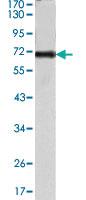 Anti-PTK2 Mouse Monoclonal Antibody [clone: 10H7E9]