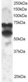 Anti-PPP2R5D Antibody (A83418) staining (2 µg/ml) of 293 lysate (RIPA buffer, 30 µg total protein per lane). Primary incubated for 1 hour. Detected by western blot using chemiluminescence