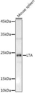 Anti-LTA antibody