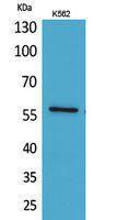 Western blot analysis of K562 cells using Anti-ANGPTL1 Antibody