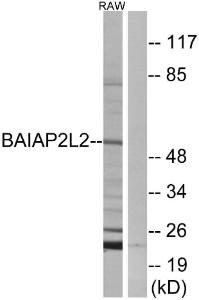 Western blot analysis of lysates from RAW264.7 cells using Anti-BAIAP2L2 Antibody. The right hand lane represents a negative control, where the antibody is blocked by the immunising peptide