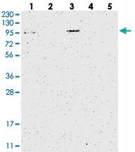 Anti-HID1 Rabbit Polyclonal Antibody