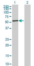 Anti-IP6K2 Mouse Polyclonal Antibody