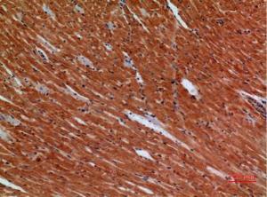 Immunohistochemical analysis of paraffin-embedded mouse heart using Anti-ANGPTL1 Antibody