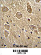 Anti-UGT8 Rabbit Polyclonal Antibody (Biotin)