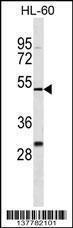 Anti-ZSCAN26 Rabbit Polyclonal Antibody (PE (Phycoerythrin))