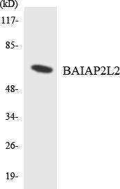 Western blot analysis of the lysates from HT 29 cells using Anti-BAIAP2L2 Antibody