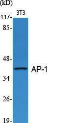 Western blot analysis of various cells using Anti-c-Jun Antibody