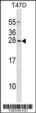 Anti-GCSH Rabbit Polyclonal Antibody (PE (Phycoerythrin))