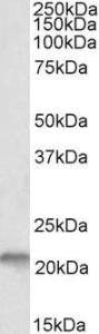 Antibody anti-NSG1 100 µg