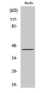 Western blot analysis of HuvEc cells using Anti-c-Jun Antibody