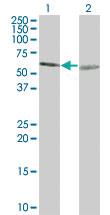 Anti-TUBA4A Mouse Monoclonal Antibody [clone: 2A11]