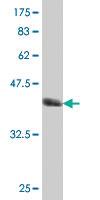 Anti-SUMO3 Mouse Polyclonal Antibody