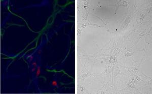 Antibody anti-NSG1 100 µg