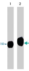 Anti-PLCG1 Mouse Monoclonal Antibody [clone: M156]