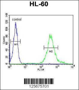 Anti-M11D1 Rabbit Polyclonal Antibody (FITC (Fluorescein Isothiocyanate))