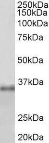 Anti-FBL Antibody (A85055) (1 µg/ml) staining of HEK293 lysate (35 µg protein in RIPA buffer). Primary incubation was 1 hour. Detected by chemiluminescence