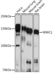 Western blot analysis of extracts of various cell lines, using Anti-KIBRA Antibody (A93147) at 1:1,000 dilution. The secondary antibody was Goat Anti-Rabbit IgG H&L Antibody (HRP) at 1:10,000 dilution.