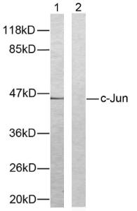 Anti-c-Jun antibody