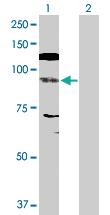 Anti-NFATC4 Rabbit Polyclonal Antibody