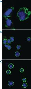 Anti-RPS27 Mouse Monoclonal Antibody [clone: 7E3]