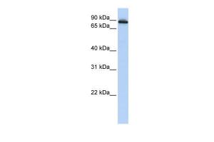 Anti-COG2 Rabbit Polyclonal Antibody