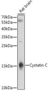 Antibody anti-CST3 100 µl