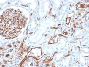 Immunohistochemical analysis of formalin-fixed, paraffin-embedded human kidney using Anti-CD31 Antibody [PECAM1/3528]