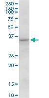 Anti-CAMLG Mouse Polyclonal Antibody