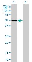 Anti-PTPN1 Mouse Polyclonal Antibody