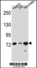 Anti-LNX2 Rabbit Polyclonal Antibody (AP (Alkaline Phosphatase))