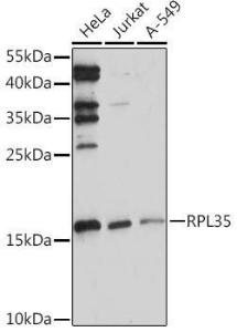 Western blot analysis of extracts of various cell lines, using Anti-RPL35 Antibody (A309114) at 1:1,000 dilution