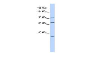 Anti-EEF2 Rabbit Polyclonal Antibody