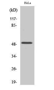 Antibody anti-EGR1 EGR2 A95534-100 100 µg