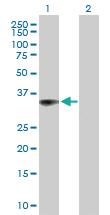 Anti-CAMLG Mouse Polyclonal Antibody