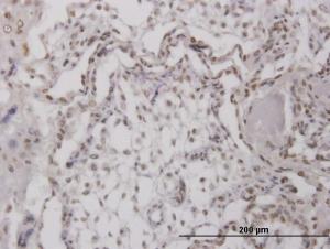 Anti-RPA4 Mouse Polyclonal Antibody