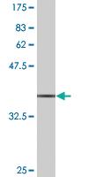 Anti-SUMO3 Mouse Monoclonal Antibody [clone: 4G11]