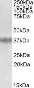 Anti-CLU Antibody (A85057) (0.03µg/ml) staining of Human Prostate lysate (35µg protein in RIPA buffer). Primary incubation was 1 hour. Detected by chemiluminescence.