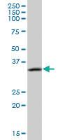 Anti-CAMLG Mouse Polyclonal Antibody