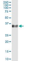 Anti-FPR2 Rabbit Polyclonal Antibody