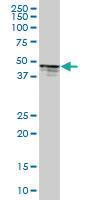 Anti-PTPN1 Mouse Polyclonal Antibody