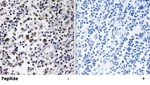 Anti-CD302 Rabbit Polyclonal Antibody