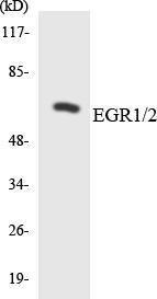 Western blot analysis of the lysates from RAW264.7 cells using Anti-EGR1 + EGR2 Antibody