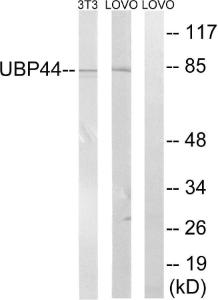 Western blot analysis of lysates from LOVO and NIH/3T3 cells using Anti-USP44 Antibody. The right hand lane represents a negative control, where the antibody is blocked by the immunising peptide