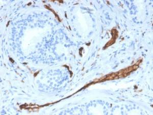 Immunohistochemical analysis of formalin-fixed, paraffin-embedded human prostate using Anti-CD31 Antibody [PECAM1/3528]