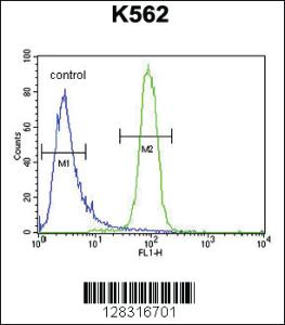 Anti-KLHL40 Rabbit Polyclonal Antibody