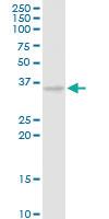 Anti-CAMLG Rabbit Polyclonal Antibody