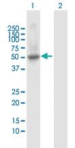 Anti-PTPN1 Rabbit Polyclonal Antibody